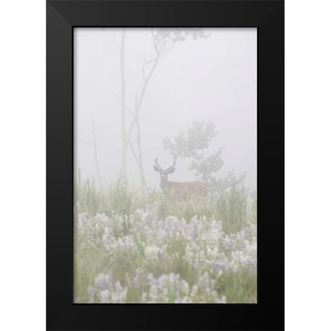 Colorado, Pike NF A mule deer in foggy meadow Black Modern Wood Framed Art Print by Grall, Don