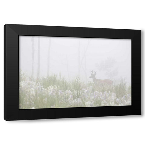 Colorado, Pike NF A mule deer in foggy meadow Black Modern Wood Framed Art Print by Grall, Don