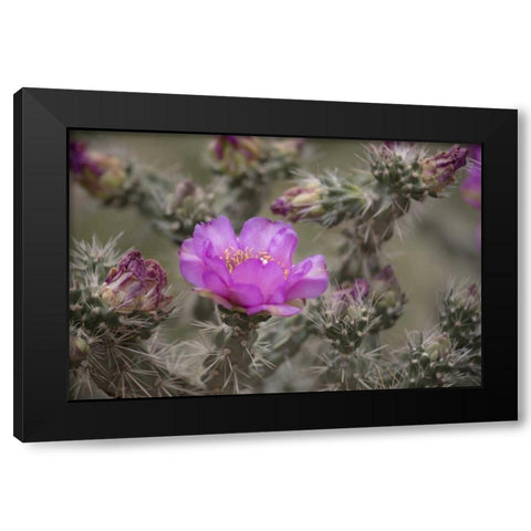USA, Colorado Tree cholla cactus in bloom Black Modern Wood Framed Art Print with Double Matting by Grall, Don