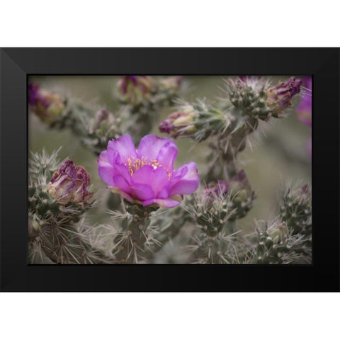 USA, Colorado Tree cholla cactus in bloom Black Modern Wood Framed Art Print by Grall, Don