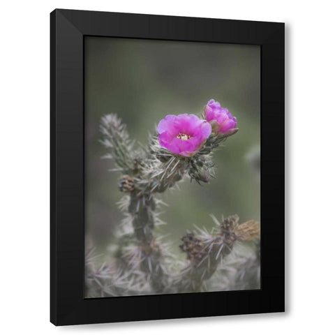 USA, Colorado Tree cholla cactus in bloom Black Modern Wood Framed Art Print with Double Matting by Grall, Don