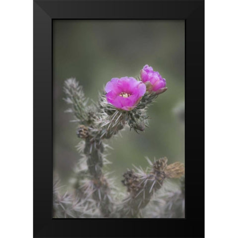 USA, Colorado Tree cholla cactus in bloom Black Modern Wood Framed Art Print by Grall, Don