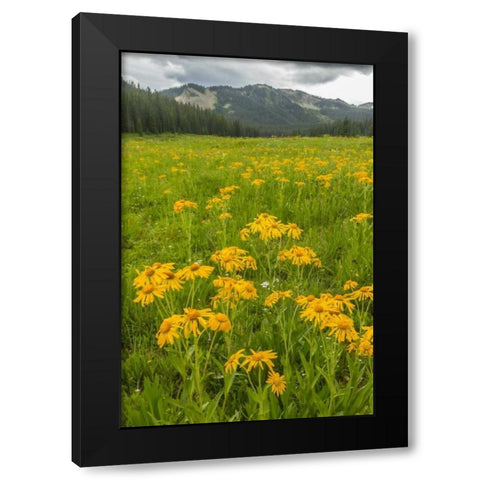 CO, Gunnison NF Sneezeweed blossoms in a meadow Black Modern Wood Framed Art Print by Illg, Cathy and Gordon