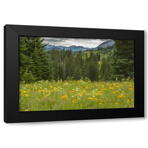 Colorado, Gunnison NF Mountain meadow landscape Black Modern Wood Framed Art Print with Double Matting by Illg, Cathy and Gordon