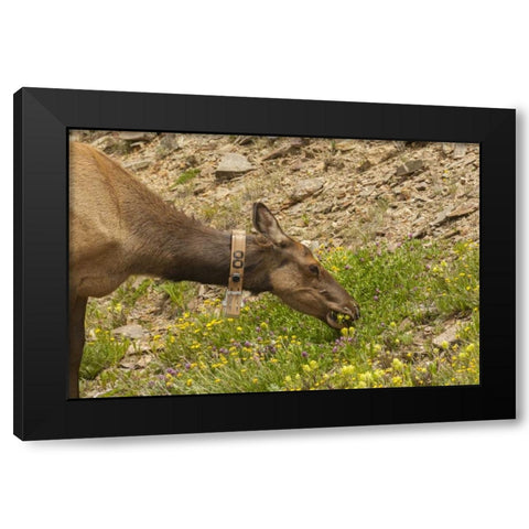 CO, Rocky Mts Elk cow with collar eating flowers Black Modern Wood Framed Art Print by Illg, Cathy and Gordon