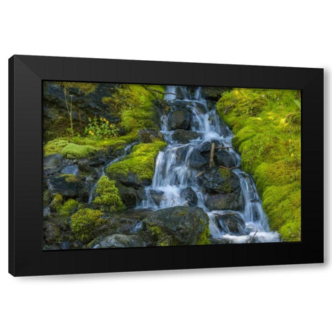 Colorado, San Juan Mts Mossy hillside Black Modern Wood Framed Art Print by Illg, Cathy and Gordon