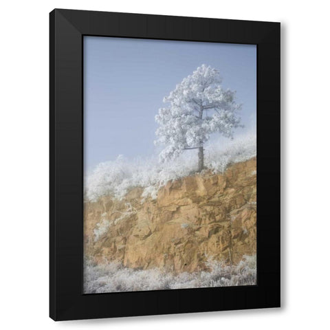 Colorado, Pike NF Hoarfrost on trees and grass Black Modern Wood Framed Art Print with Double Matting by Grall, Don