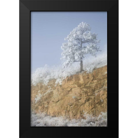 Colorado, Pike NF Hoarfrost on trees and grass Black Modern Wood Framed Art Print by Grall, Don