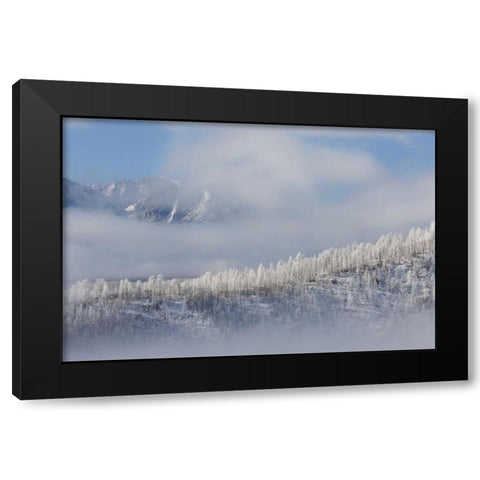 Colorado Hoarfrost coats the trees of Pike NF Black Modern Wood Framed Art Print by Grall, Don