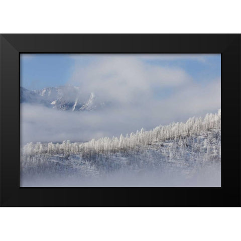 Colorado Hoarfrost coats the trees of Pike NF Black Modern Wood Framed Art Print by Grall, Don