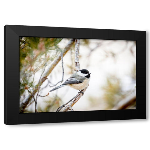 Colorado-Ft Collins Black-capped chickadee  Black Modern Wood Framed Art Print with Double Matting by Jaynes Gallery