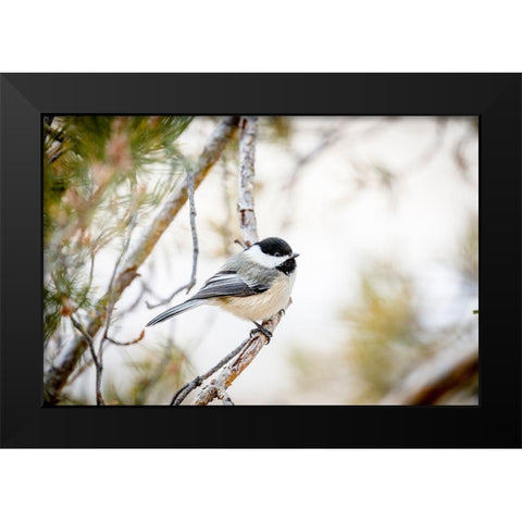 Colorado-Ft Collins Black-capped chickadee  Black Modern Wood Framed Art Print by Jaynes Gallery