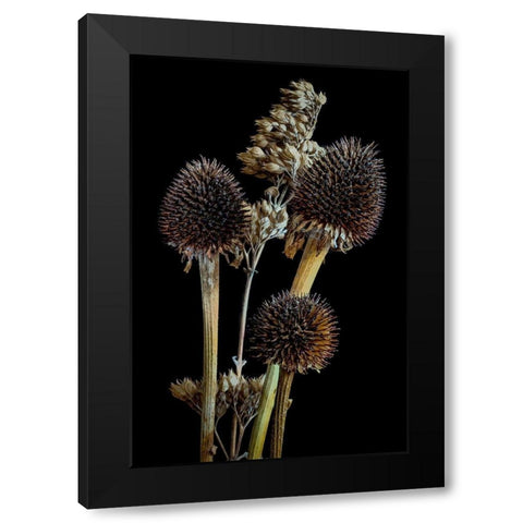 Colorado-Ft Collins Mixed dried coneflowers  Black Modern Wood Framed Art Print by Jaynes Gallery