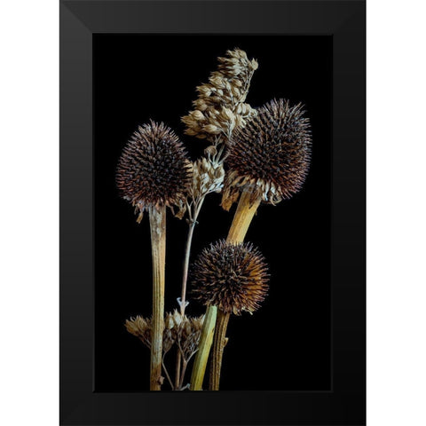 Colorado-Ft Collins Mixed dried coneflowers  Black Modern Wood Framed Art Print by Jaynes Gallery