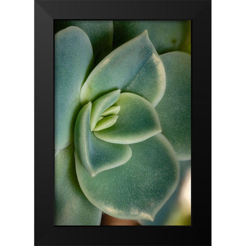 Colorado-Ft Collins Echeveria succulent  Black Modern Wood Framed Art Print by Jaynes Gallery