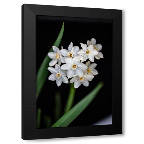 Colorado-Ft Collins Paperwhite flower and stems  Black Modern Wood Framed Art Print with Double Matting by Jaynes Gallery