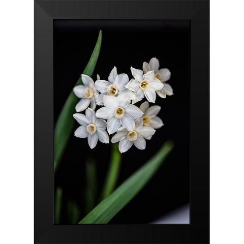 Colorado-Ft Collins Paperwhite flower and stems  Black Modern Wood Framed Art Print by Jaynes Gallery