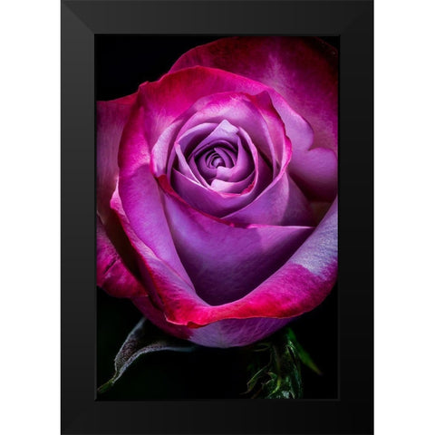 Colorado-Ft Collins Rose flower close-up  Black Modern Wood Framed Art Print by Jaynes Gallery