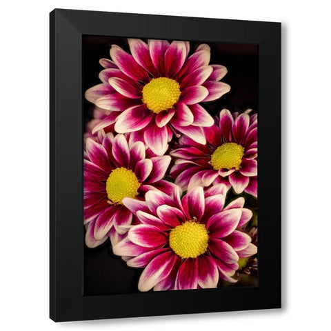 Colorado-Ft Collins Daisies close-up  Black Modern Wood Framed Art Print with Double Matting by Jaynes Gallery