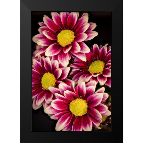 Colorado-Ft Collins Daisies close-up  Black Modern Wood Framed Art Print by Jaynes Gallery
