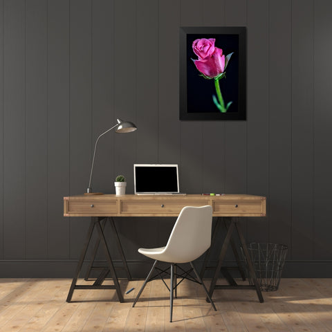 Colorado-Ft Collins Rose flower close-up  Black Modern Wood Framed Art Print by Jaynes Gallery