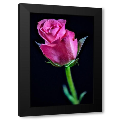 Colorado-Ft Collins Rose flower close-up  Black Modern Wood Framed Art Print by Jaynes Gallery