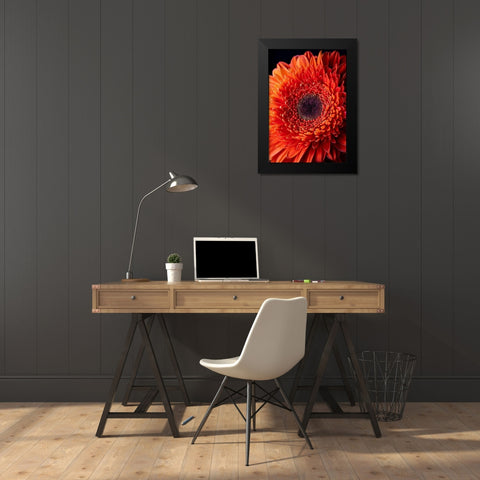 Colorado-Ft Collins Orange gerbera daisy  Black Modern Wood Framed Art Print by Jaynes Gallery