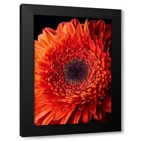 Colorado-Ft Collins Orange gerbera daisy  Black Modern Wood Framed Art Print with Double Matting by Jaynes Gallery