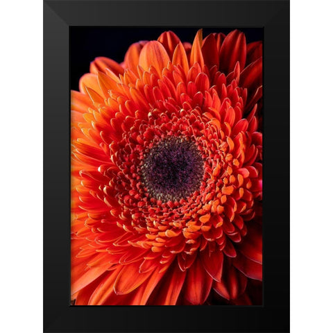 Colorado-Ft Collins Orange gerbera daisy  Black Modern Wood Framed Art Print by Jaynes Gallery