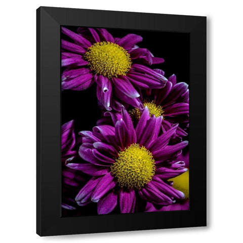 Colorado-Ft Collins Daisies close-up  Black Modern Wood Framed Art Print with Double Matting by Jaynes Gallery