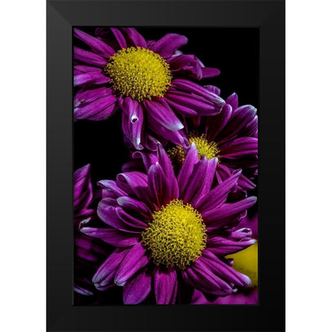 Colorado-Ft Collins Daisies close-up  Black Modern Wood Framed Art Print by Jaynes Gallery
