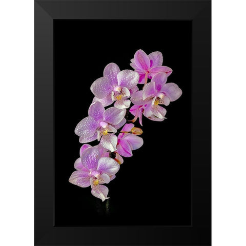 Colorado-Ft Collins Wet phalaenopsis orchids  Black Modern Wood Framed Art Print by Jaynes Gallery