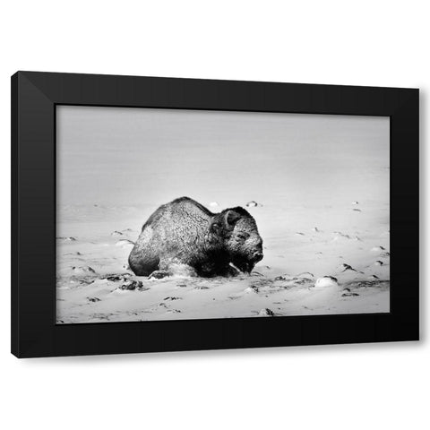 Colorado Bison lies on snow-covered mountain pasture  Black Modern Wood Framed Art Print by Jaynes Gallery