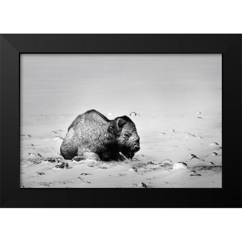 Colorado Bison lies on snow-covered mountain pasture  Black Modern Wood Framed Art Print by Jaynes Gallery