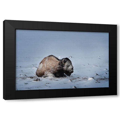 Colorado Bison lies on snow-covered mountain pasture  Black Modern Wood Framed Art Print with Double Matting by Jaynes Gallery