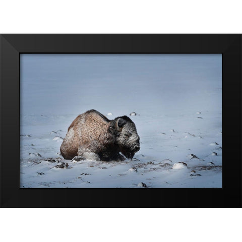 Colorado Bison lies on snow-covered mountain pasture  Black Modern Wood Framed Art Print by Jaynes Gallery