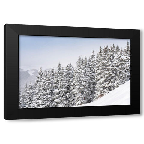 Colorado Fresh snow on spruce trees  Black Modern Wood Framed Art Print by Jaynes Gallery