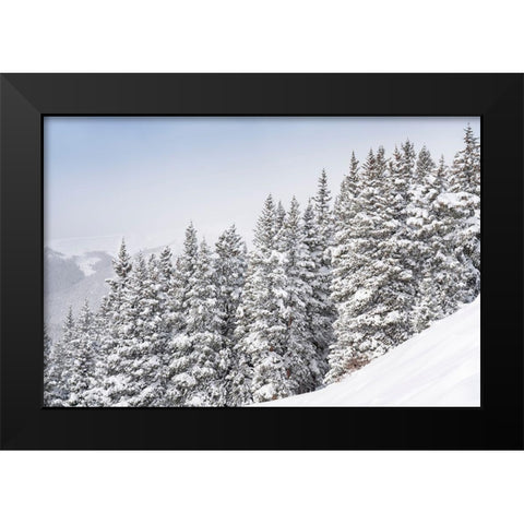 Colorado Fresh snow on spruce trees  Black Modern Wood Framed Art Print by Jaynes Gallery