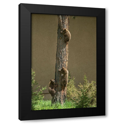 Colorado-Woodland Park Black bear cubs climbing tree  Black Modern Wood Framed Art Print by Jaynes Gallery