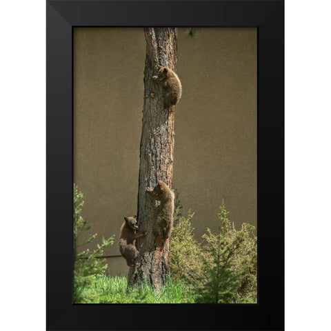 Colorado-Woodland Park Black bear cubs climbing tree  Black Modern Wood Framed Art Print by Jaynes Gallery