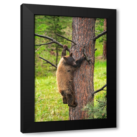 Colorado-Pike National Forest Black bear subadult descends tree  Black Modern Wood Framed Art Print with Double Matting by Jaynes Gallery