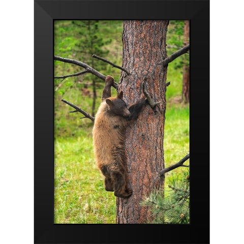 Colorado-Pike National Forest Black bear subadult descends tree  Black Modern Wood Framed Art Print by Jaynes Gallery