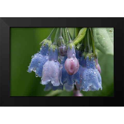 Colorado-Stony Pass Raindrops on bluebell flowers  Black Modern Wood Framed Art Print by Jaynes Gallery