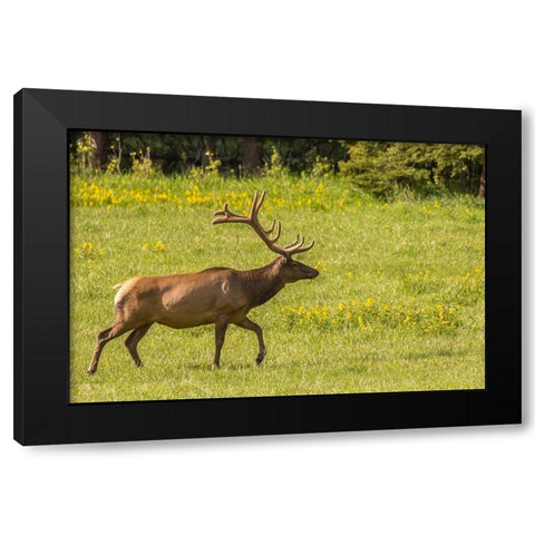 Colorado-Rocky Mountain National Park Bull elk in field  Black Modern Wood Framed Art Print by Jaynes Gallery
