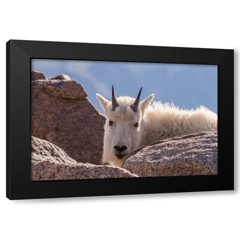 Colorado-Mt Evans Young mountain goat and rocks  Black Modern Wood Framed Art Print with Double Matting by Jaynes Gallery