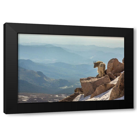 Colorado-Mt Evans Mountain goat on rocky overlook  Black Modern Wood Framed Art Print by Jaynes Gallery