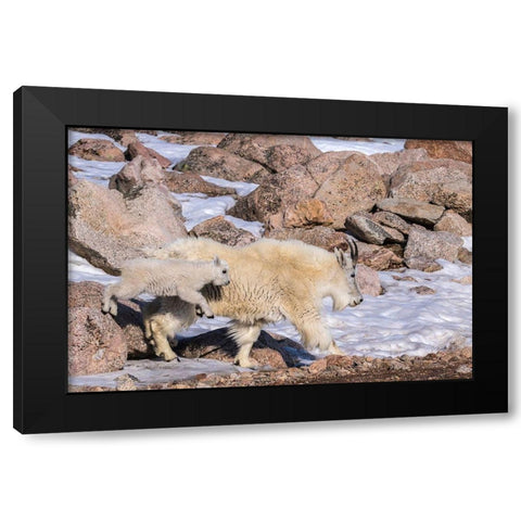 Colorado-Mt Evans Mountain goat nanny and jumping kid  Black Modern Wood Framed Art Print by Jaynes Gallery