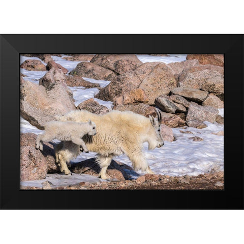 Colorado-Mt Evans Mountain goat nanny and jumping kid  Black Modern Wood Framed Art Print by Jaynes Gallery