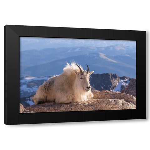 Colorado-Mt Evans Mountain goat on rocky overlook  Black Modern Wood Framed Art Print by Jaynes Gallery