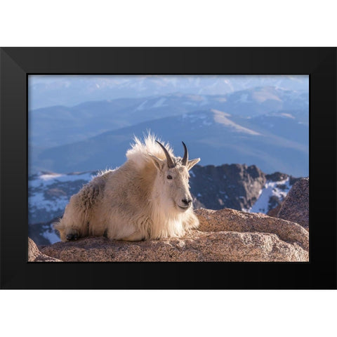 Colorado-Mt Evans Mountain goat on rocky overlook  Black Modern Wood Framed Art Print by Jaynes Gallery